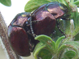 COLEOTTERI NEL FORUM - Chrysomelidae: Gen. Chrysolina